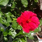 Hibiscus Guest House