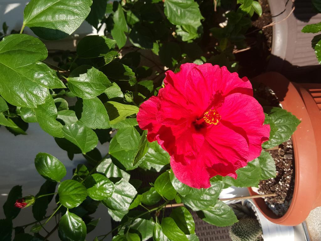Pensjonat Hibiscus Budva