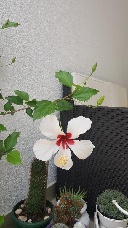Hibiscus Budva