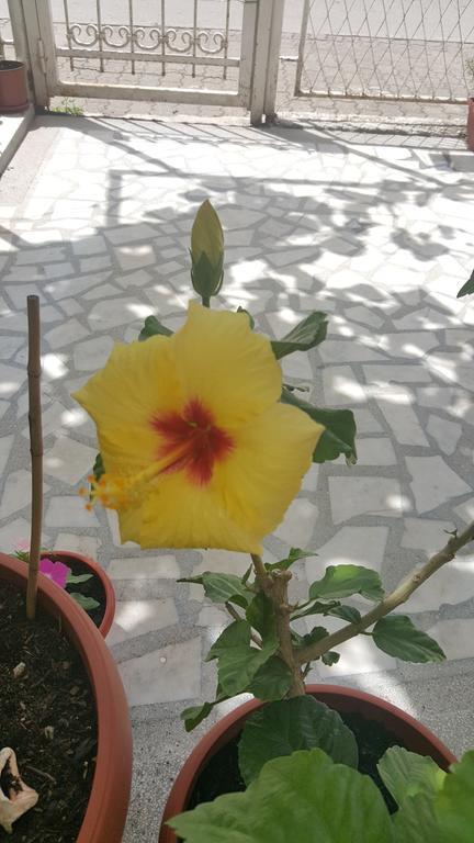 Hibiscus