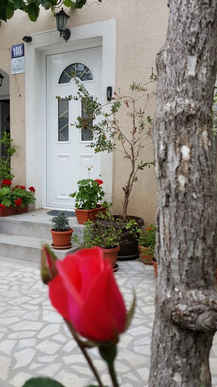 Hibiscus Budva